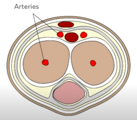 Cross section of penis - arteries