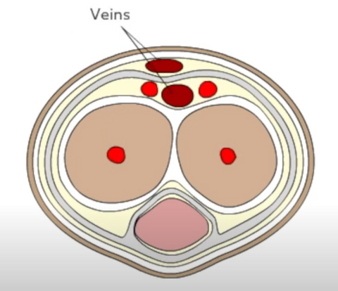 Cross section of penis - veins
