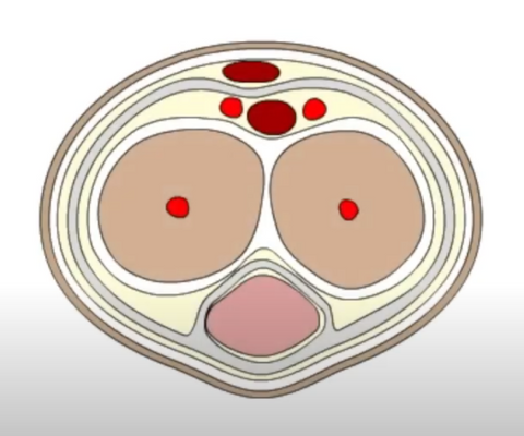 Cross section of penis