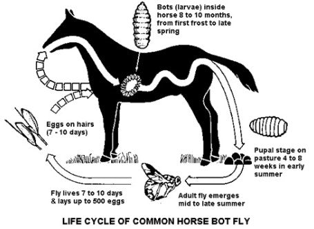 Bot Fly Life Cycle
