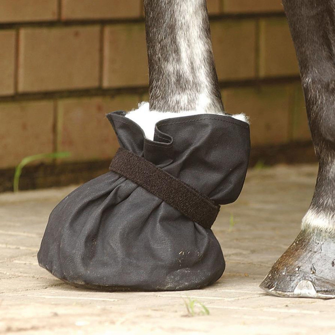 poultice boots for horses