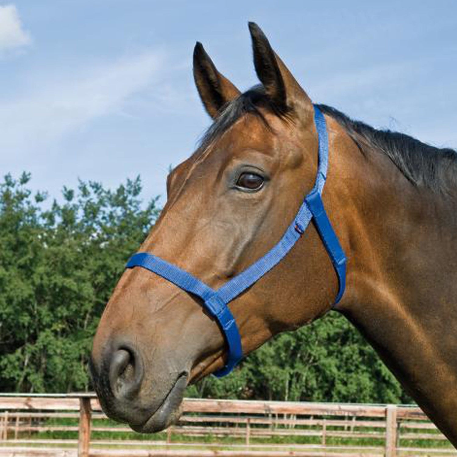 thinline flexible breakaway field safe headcollar