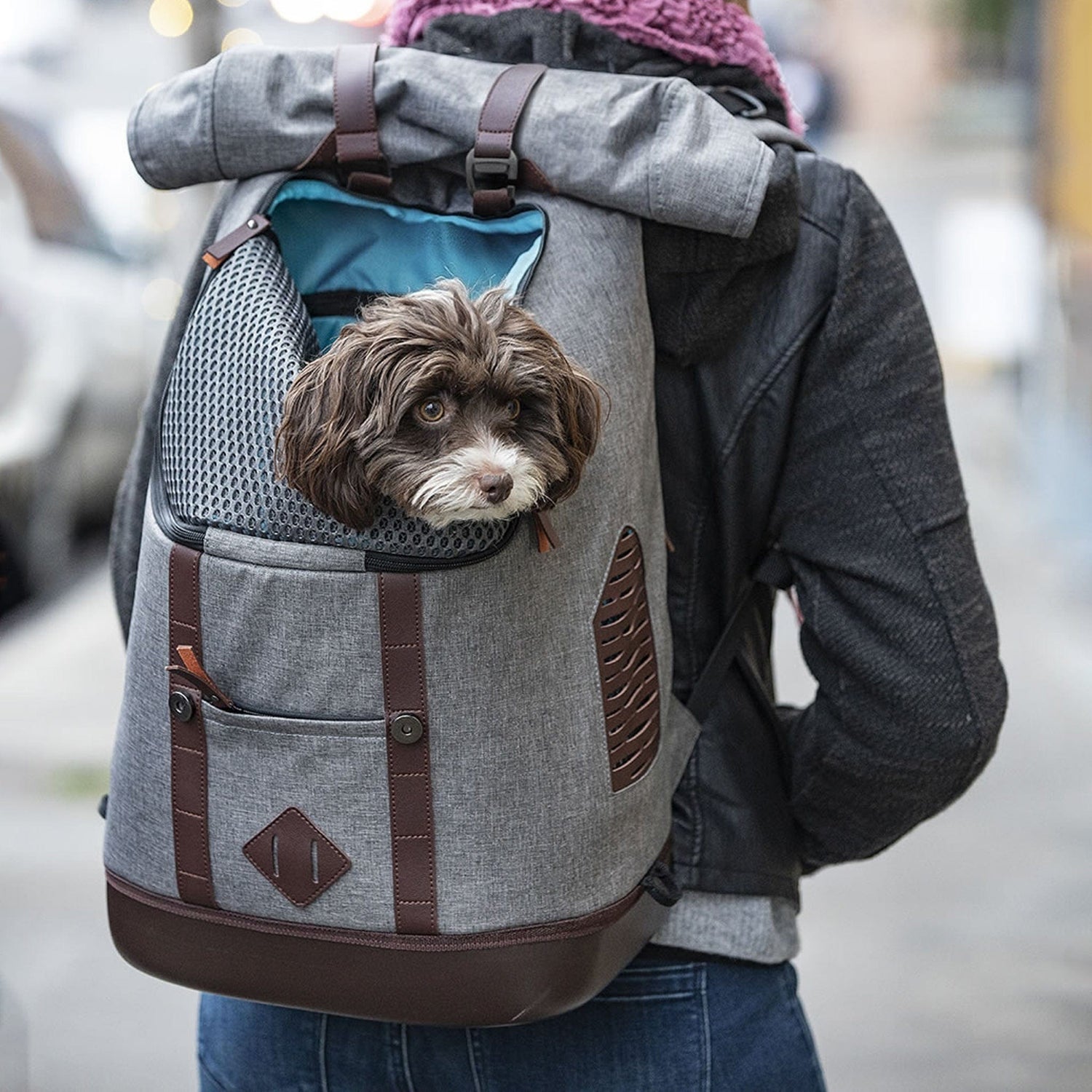 kurgo wander dog backpack