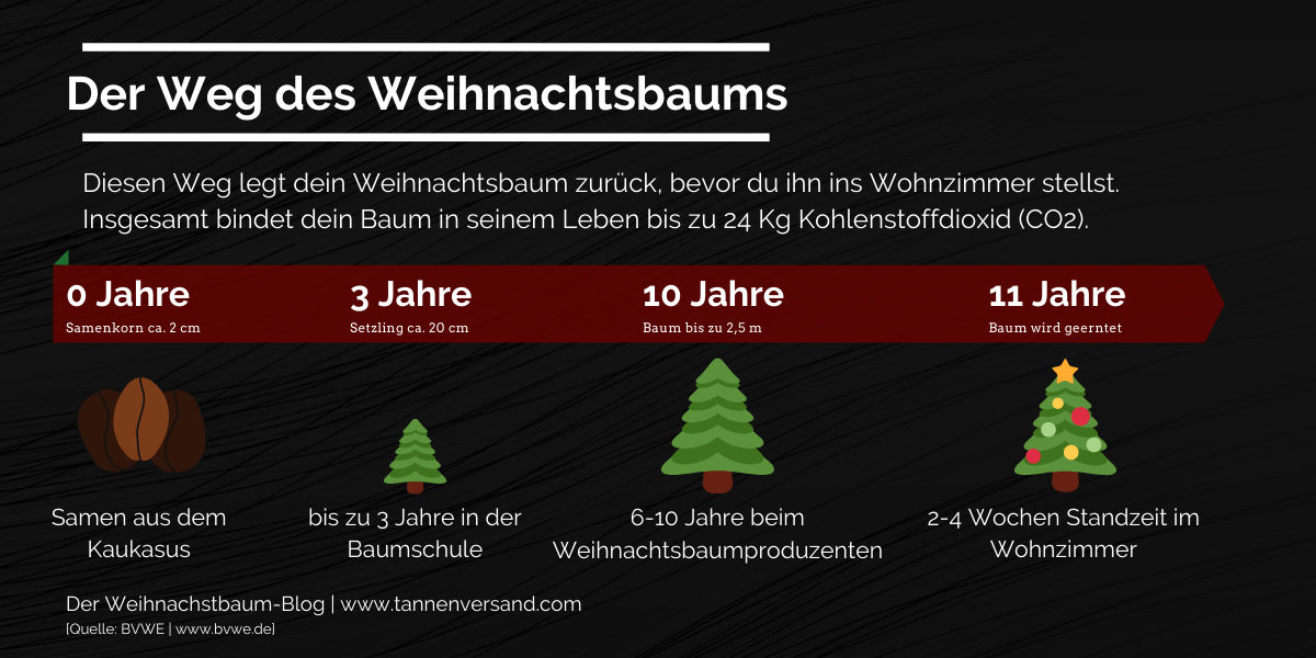 Der Weg des Weihnachtbaums