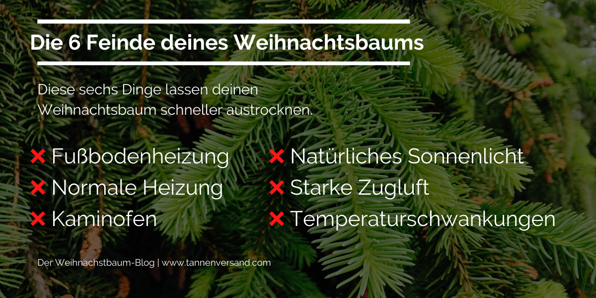 6 Gründe Weihnachtsbaum vertrocknet