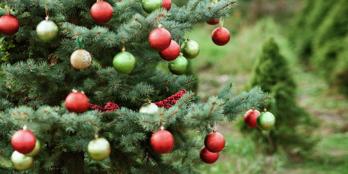 Bild Weihnachtsbaum im Topf 1