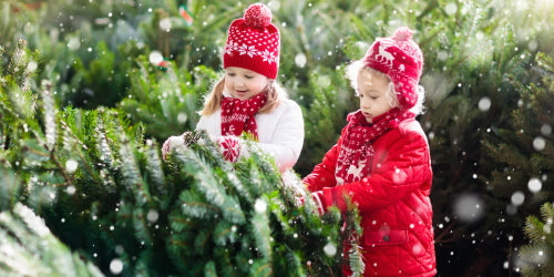 Bild Weihnachtsbaum im Topf 3