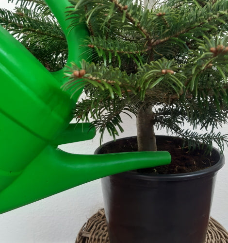 Weihnachtsbaum im Topf pflege