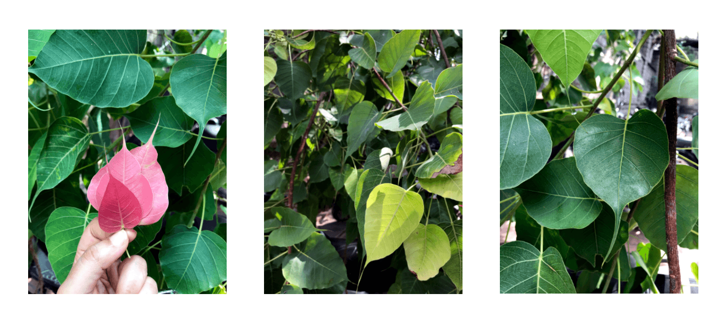 Different color pattern of peepal leaf