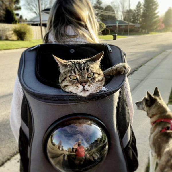 cat carrier backpack bubble