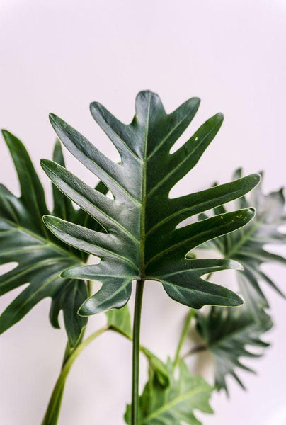 Plant of the Month: Philodendron xanadu –Plants in a box