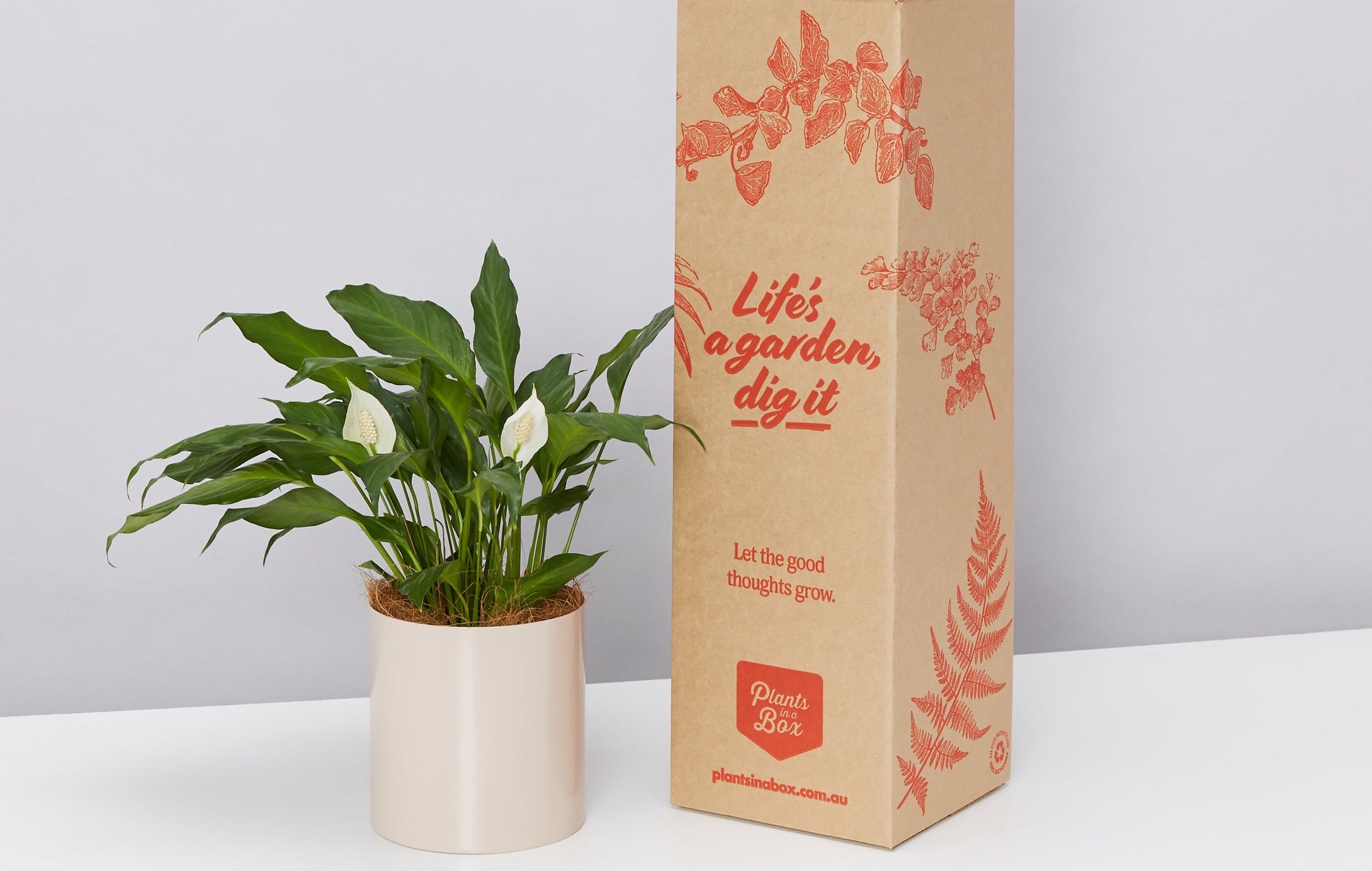 box of plants  Plant box design, Flower packaging, Mail order plants