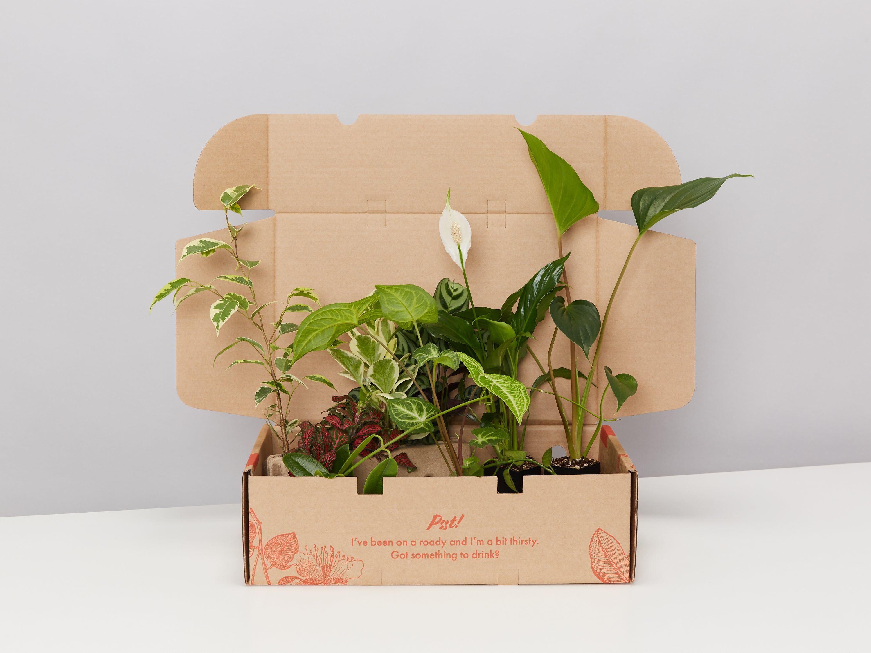 All Plants & Accessories, Buy Online Aus