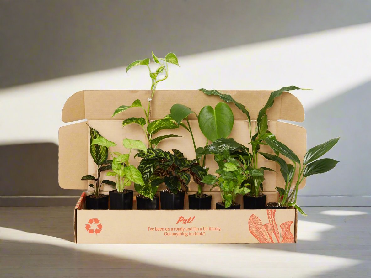 Air-Purifying Indoor Plants, Best Plants To Clean The Air