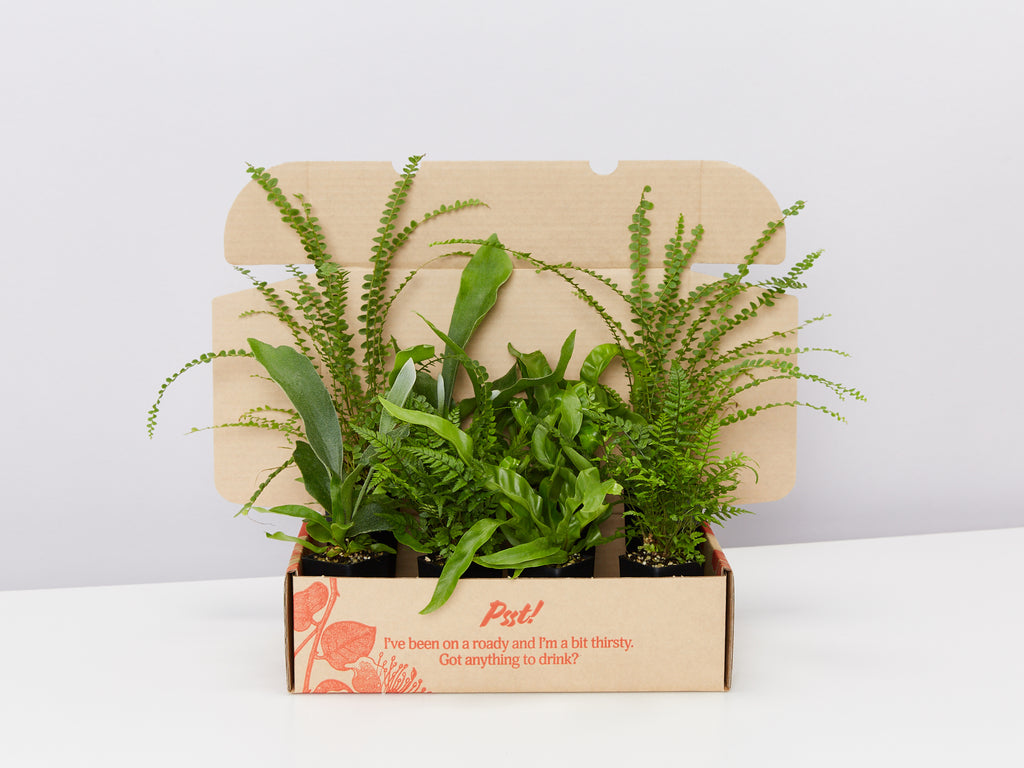 Fern Mixed Boxes Delivered Around Australia In Eco Packaging