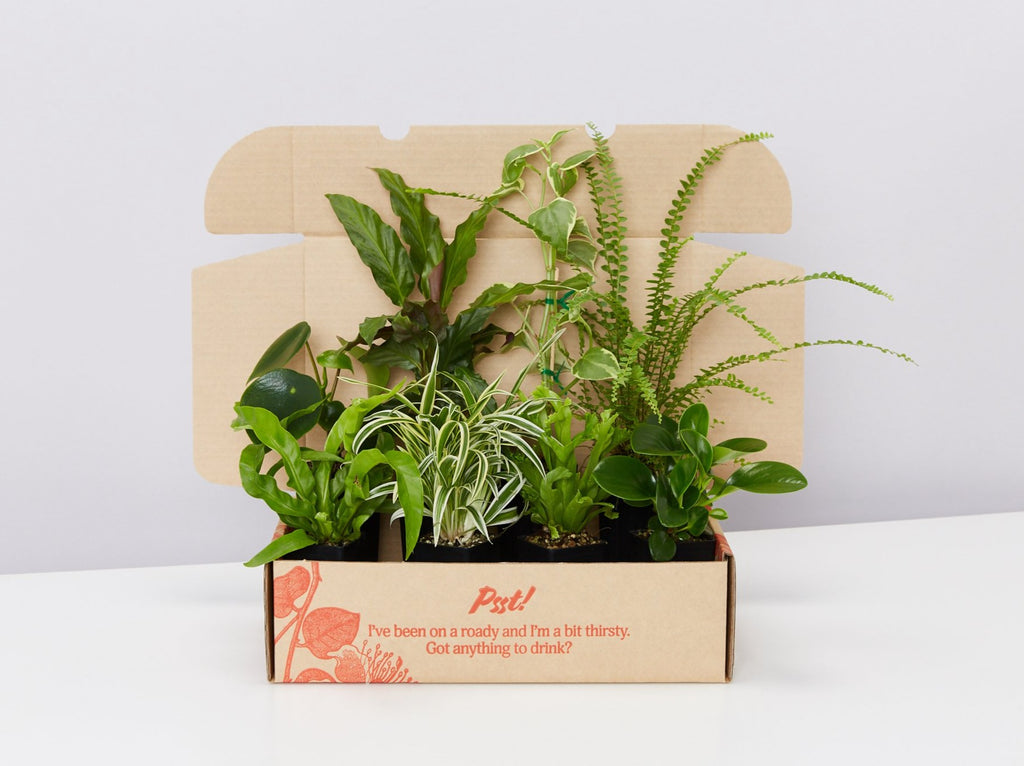 Cat friendly Indoor Plants Online Australia By Plants in a Box