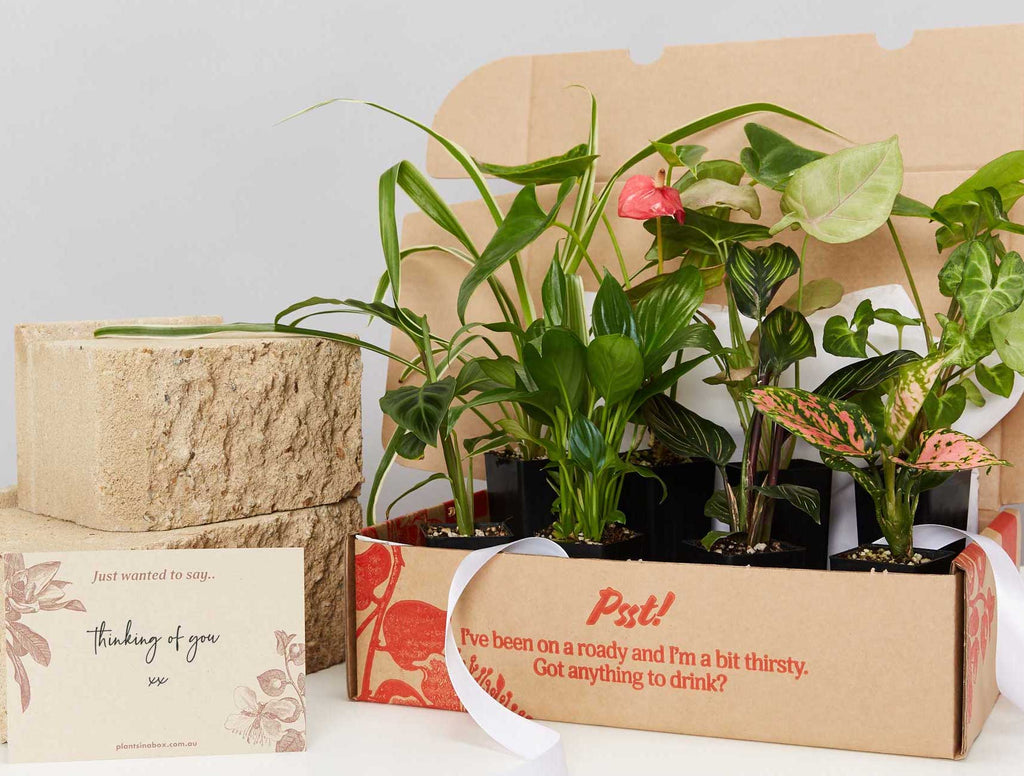 Send Gifts Online With Plants in a Box - Free Delivery