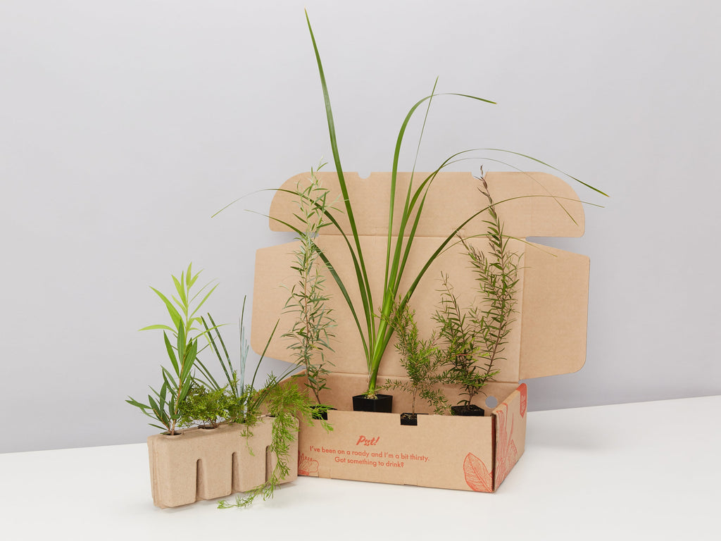 Buy Affordable Plants Online - Plants in a Box