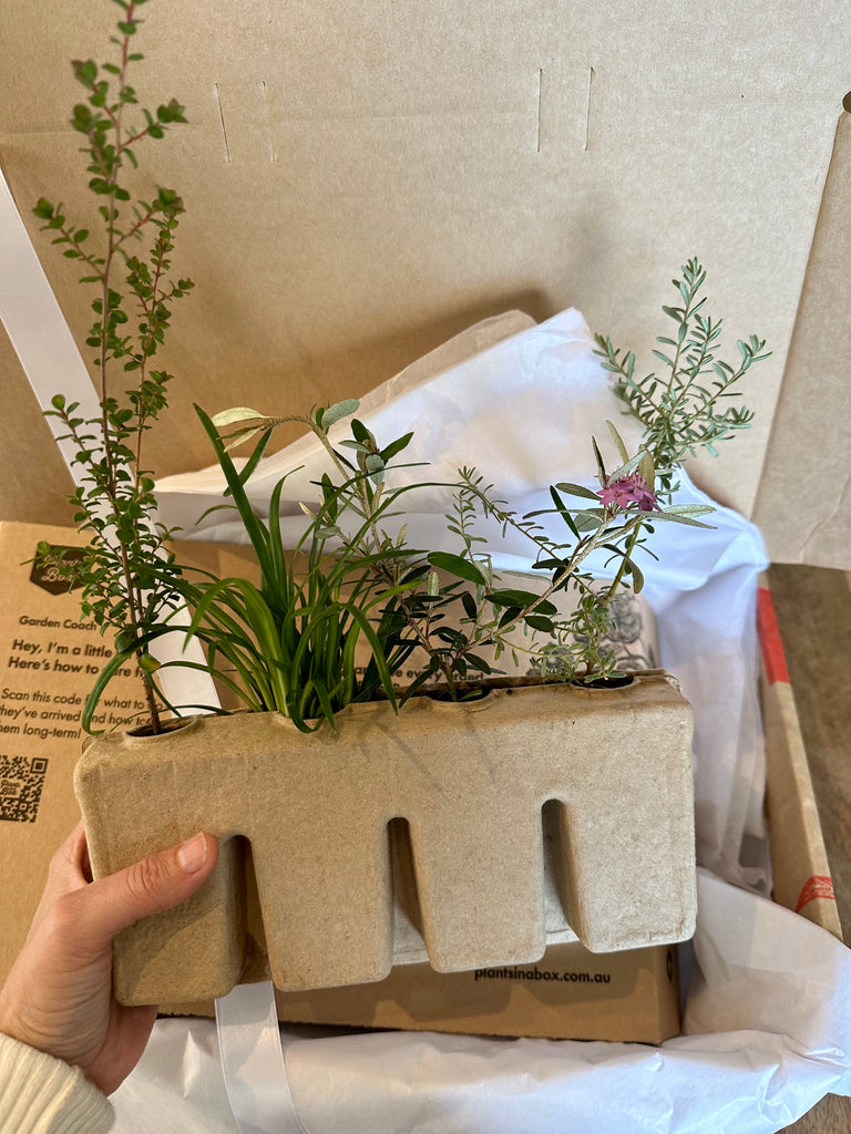 We Gift wrap your native plants and send them as a gift