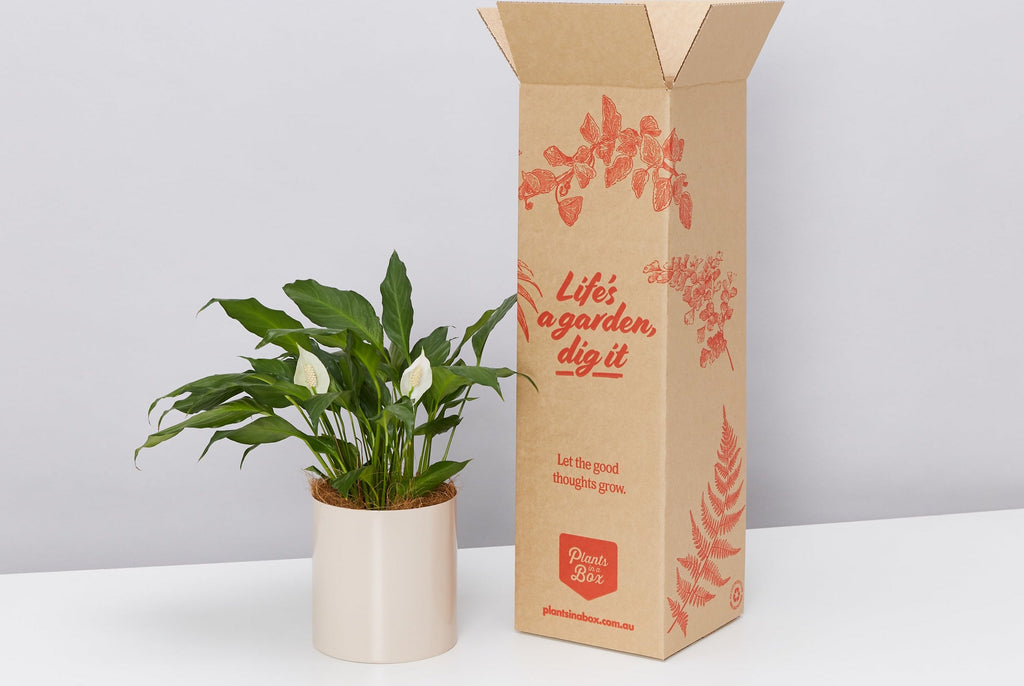 Peace Lily Plants For Sale Online Plants in a Box