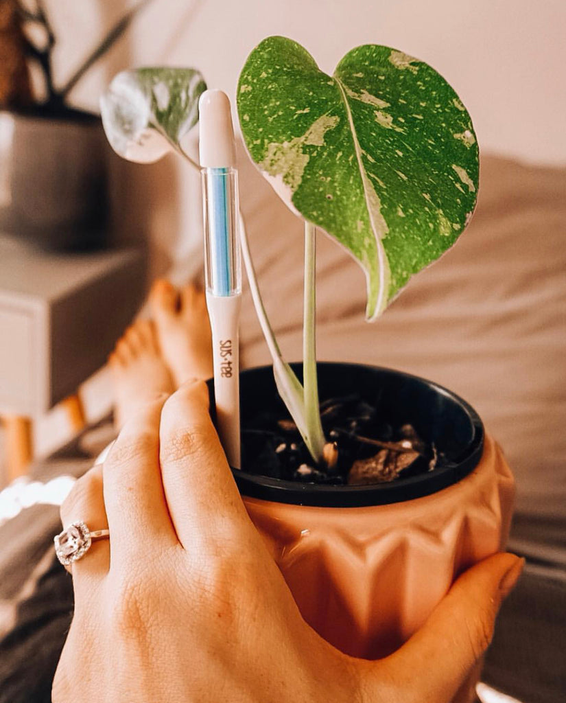 How to: Choose the right houseplants for low light