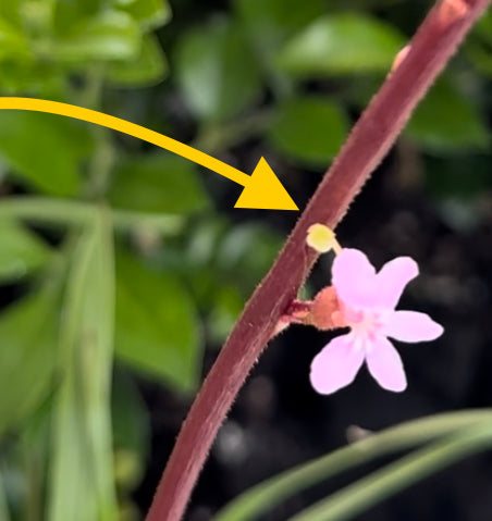 cocked trigger that springs upwards when an insect visits the flower and dumps a load of pollen on the back of it’s head;