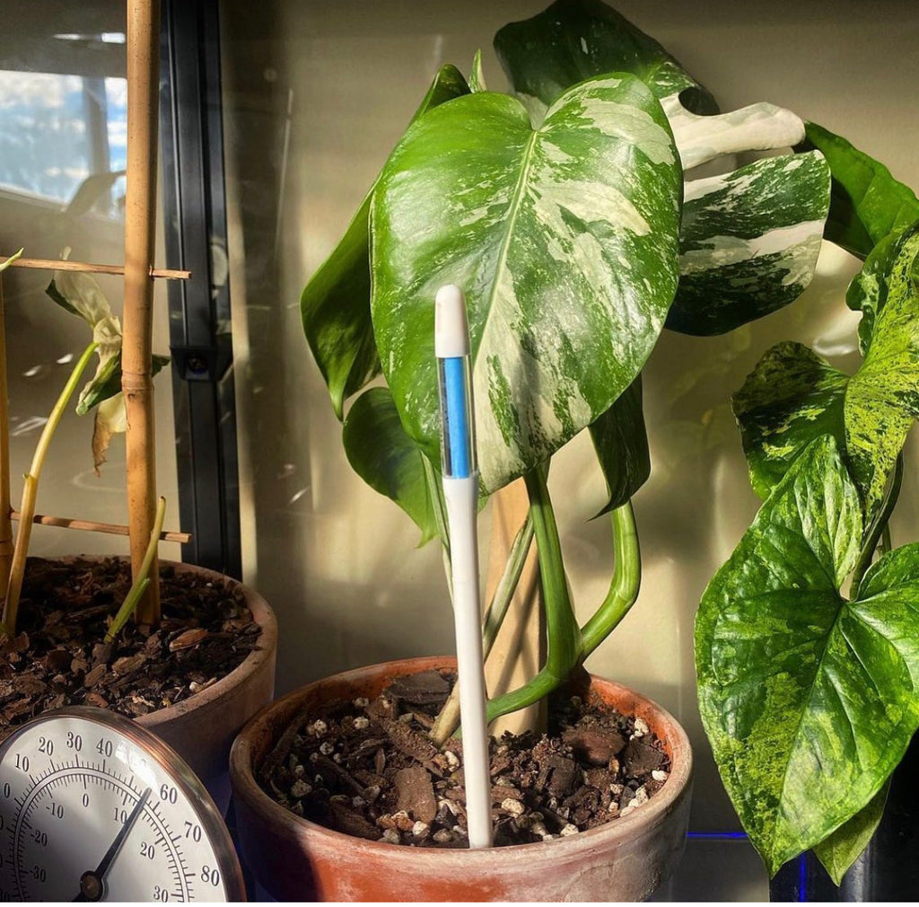 How to care for your Monstera Thai Constellation Plant 