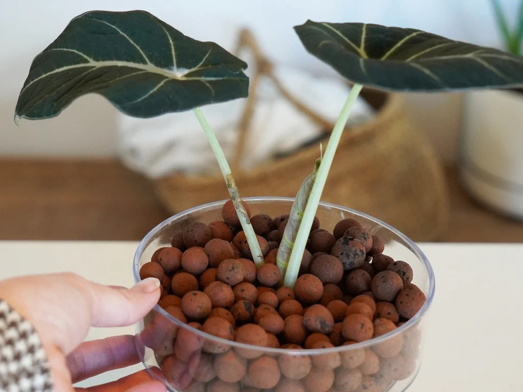 LECA clay balls - Indoor plant growing medium