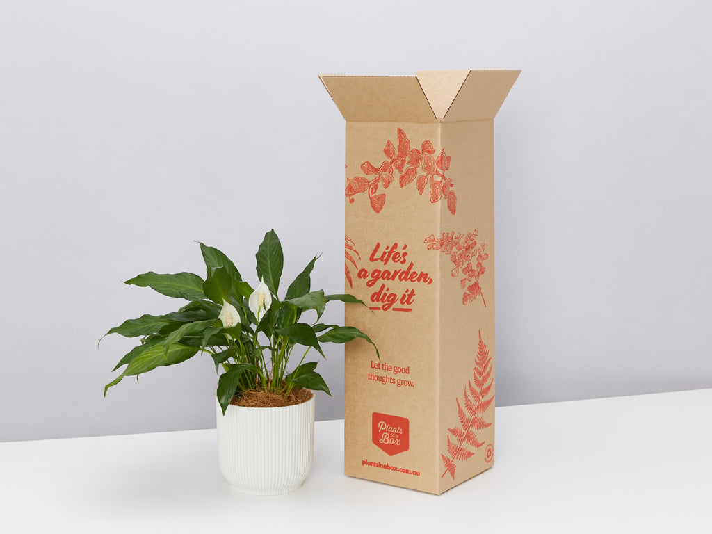 Plant gifts for funerals - peace lily plants online free delivery 