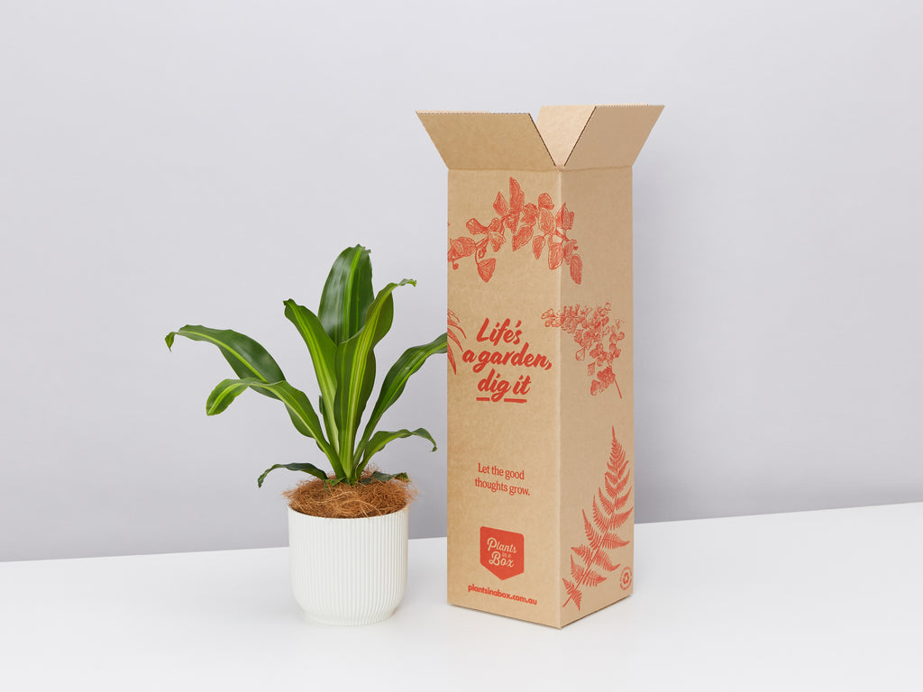 Eco flower pots Australia - Fast Free Shipping Includes A Plant