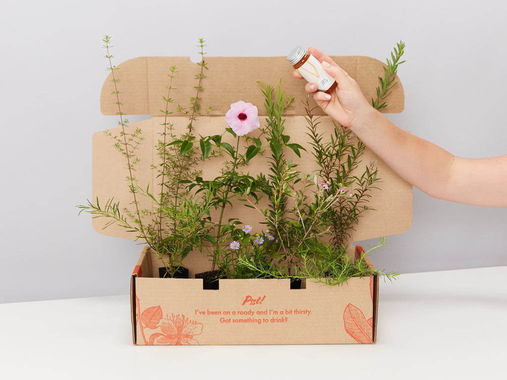 Best Sellling Australian Native Box The Birds & Bees By Plants in a Box