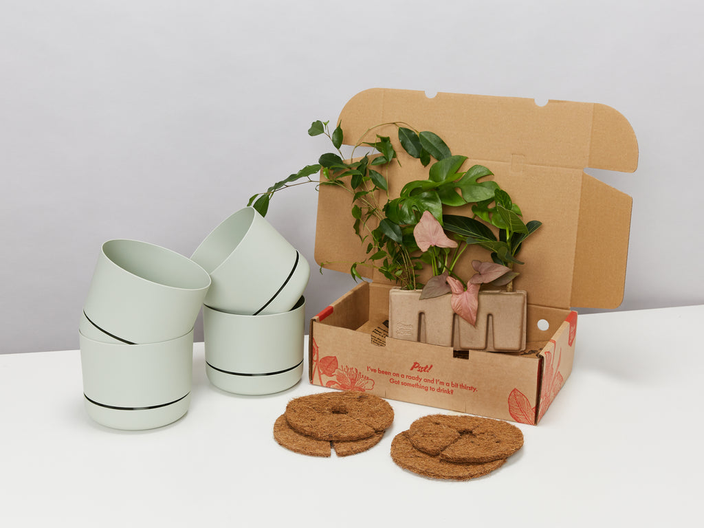 Plant and Pot Sets Online With Plants in a Box