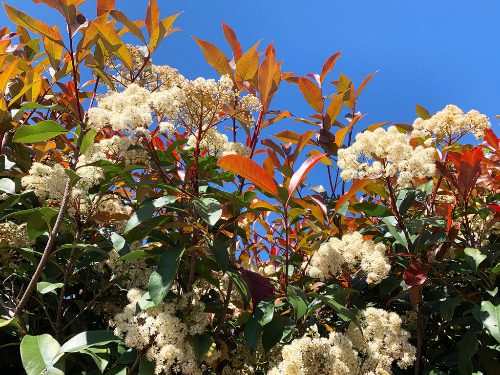 Photinia Red Robin Tubestock Plants Affordable Plants Online