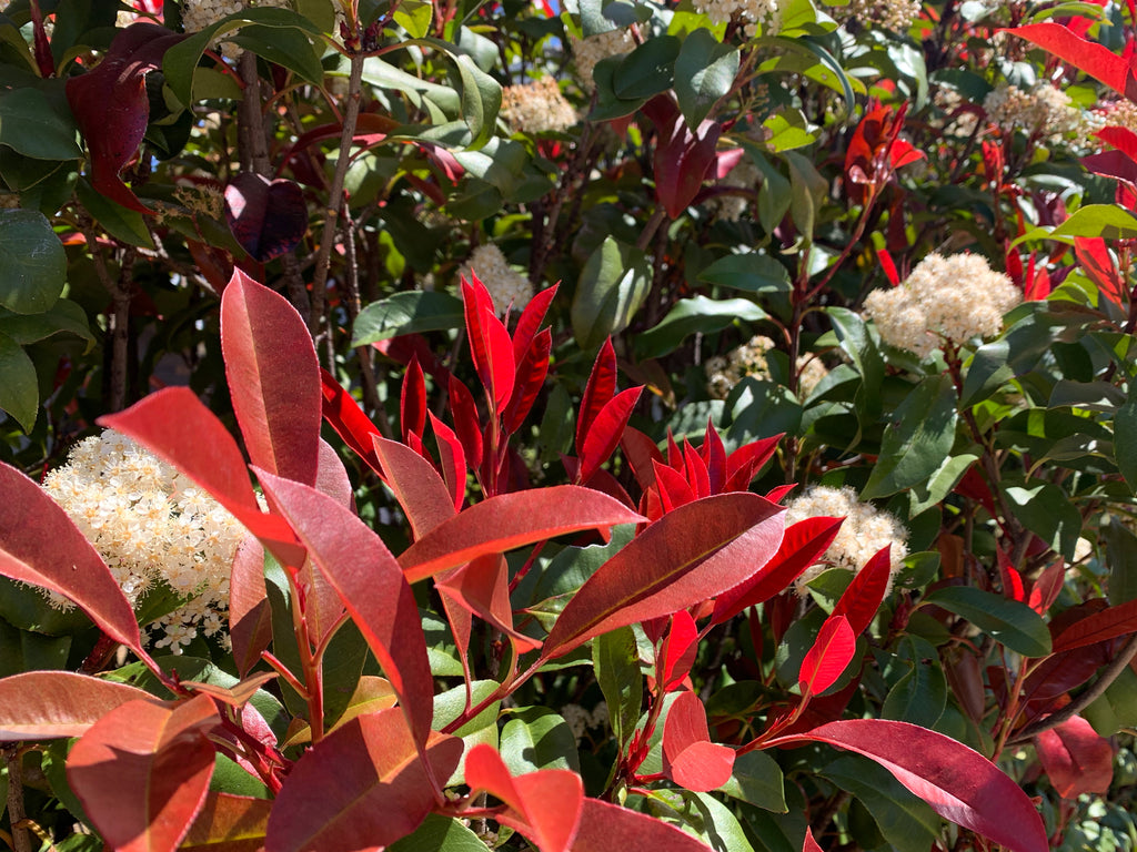 Rich Red Photinia Red Robin Foliage