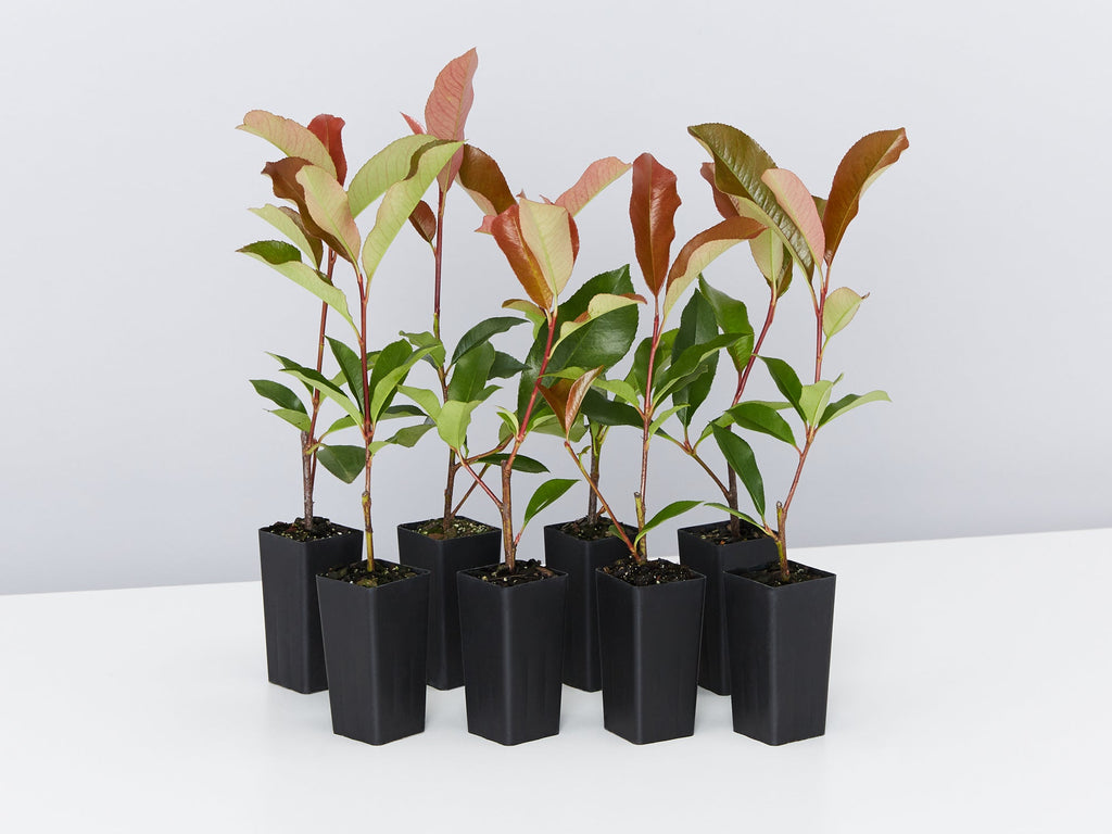 Buy Photinia Red Robin As Tubestock Plants By Plants in a Box