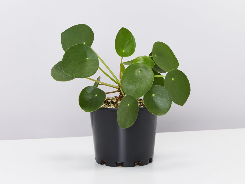 Chinese New Year Plant The Pilea