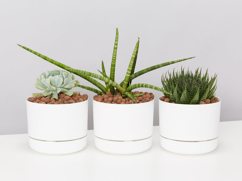 Growing Cactus In LECA | Learn How With Plants in a Box