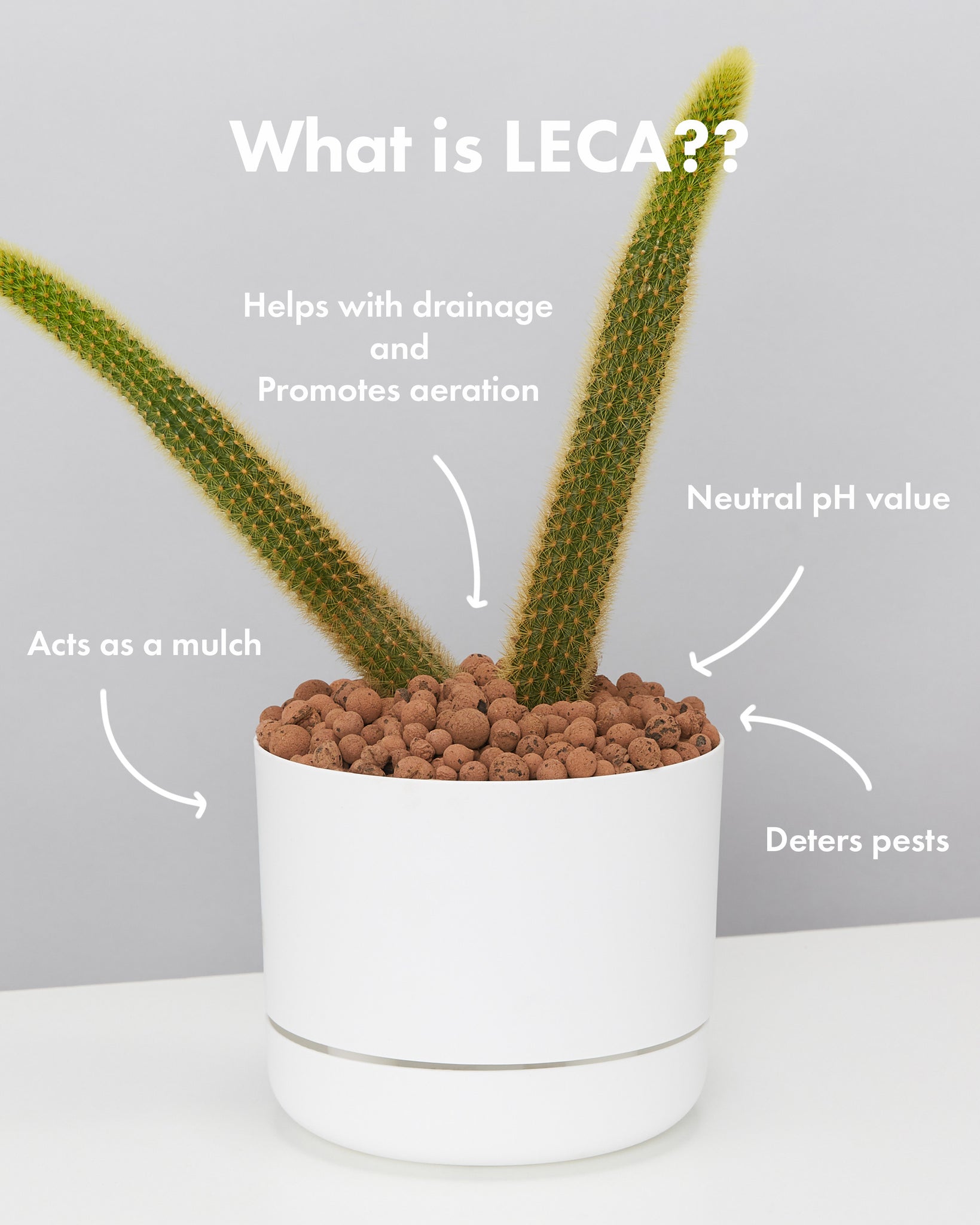 LECA Clay Balls | Learn How To Grow Your Plants In LECA