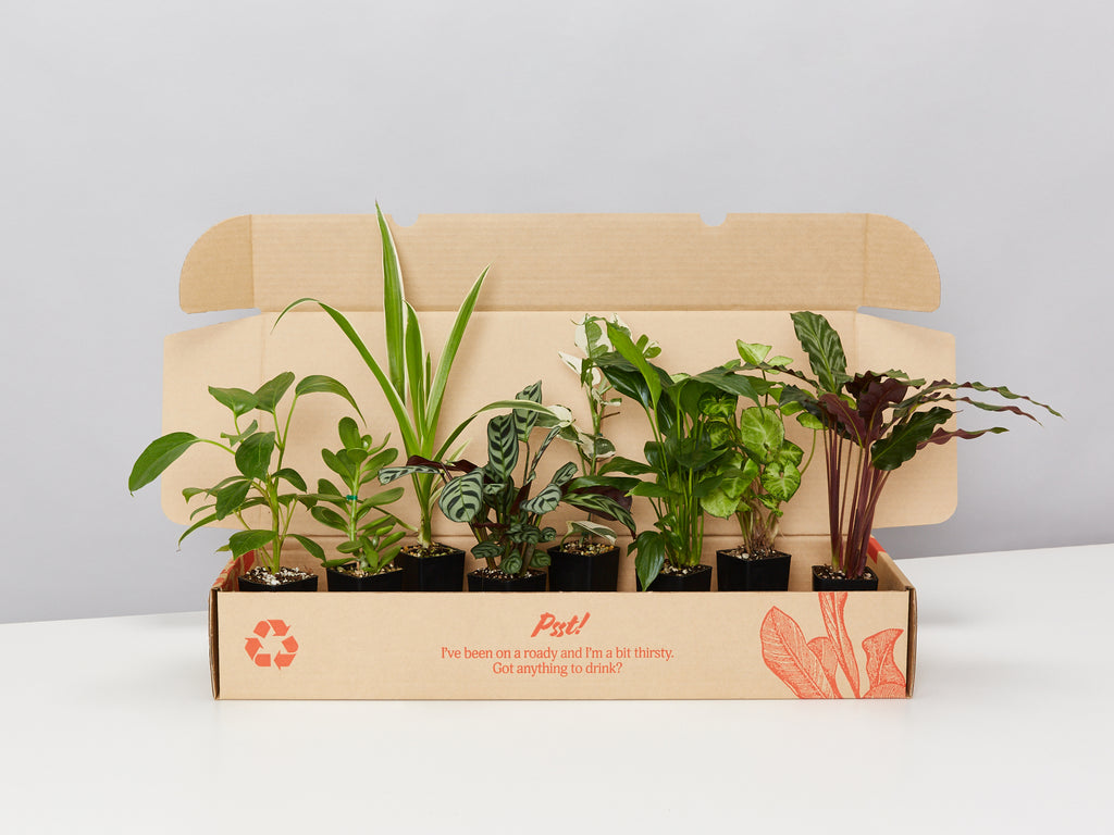 Buy Nature's Favourite Air purifier Box Online 