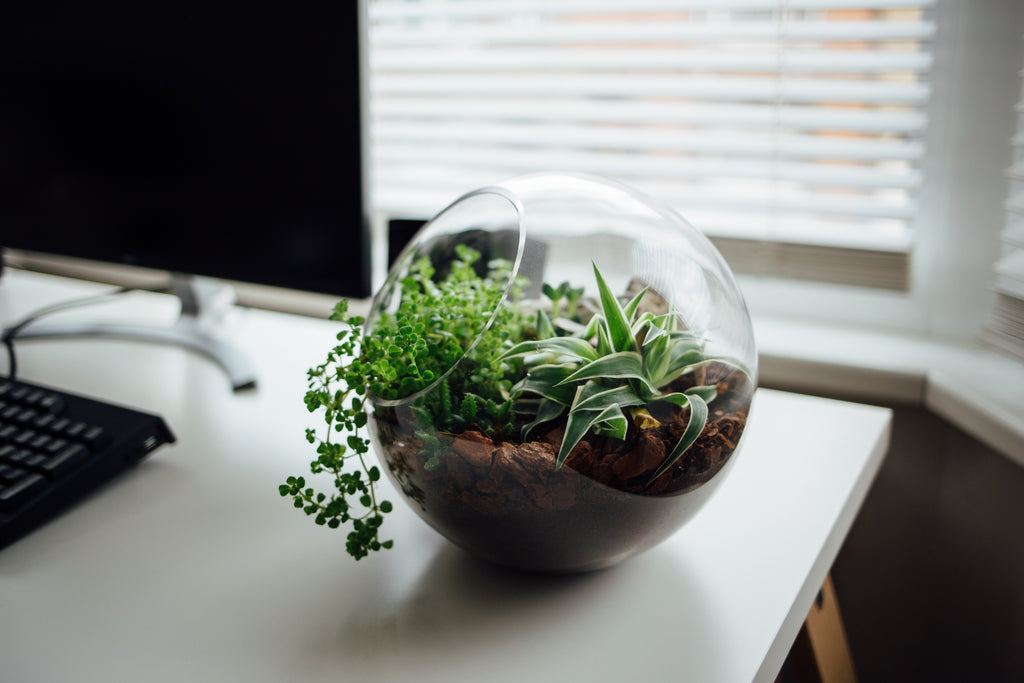 The Besk Desk Plants for Your Office | For Happier Healthier Work