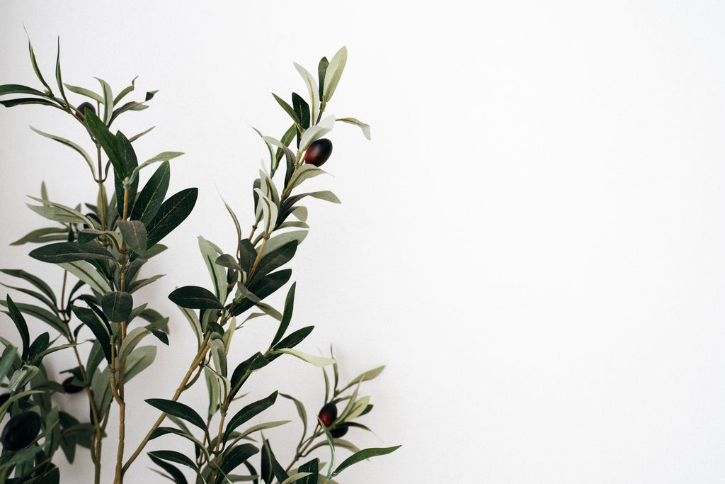 How to grow and olive tree indoors 