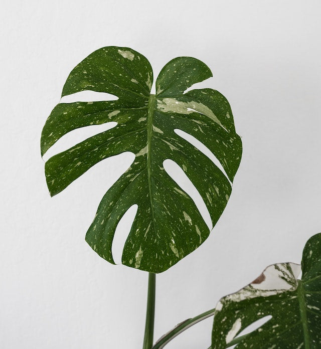 Monstera Thai Constellation are surprisingly easy care with a few simple considerations. 