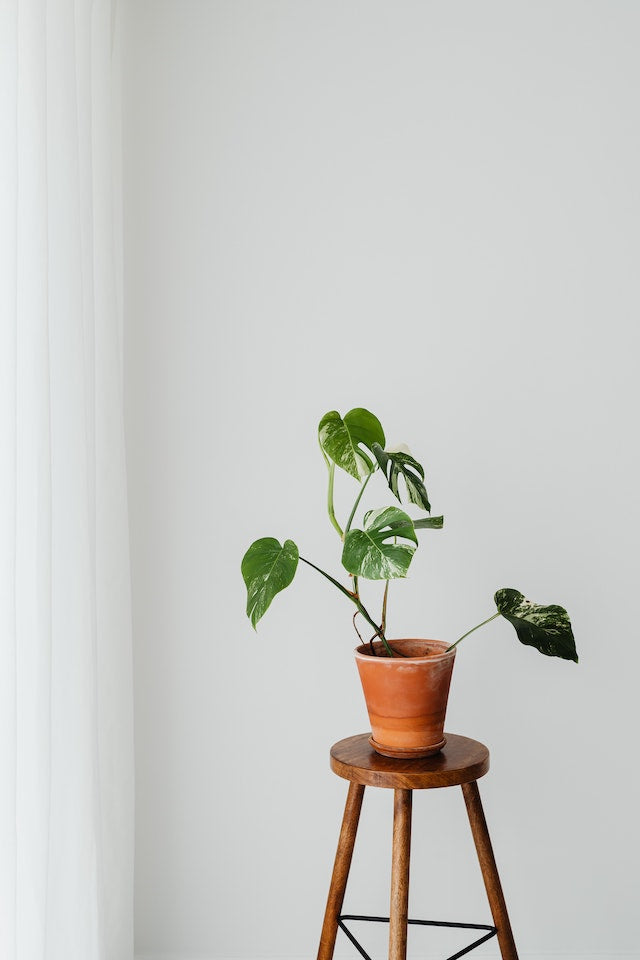 How to care for your Monstera Thai 