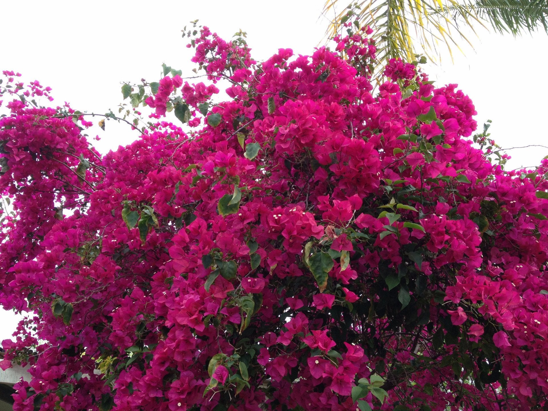 Bougainvillea Elizabeth | Free Postage | From $