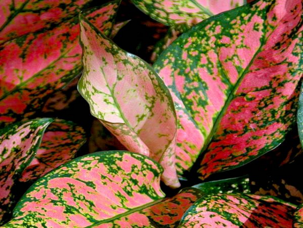  Aglaonema  Lady  Valentine  Buy Indoor Plants Online 
