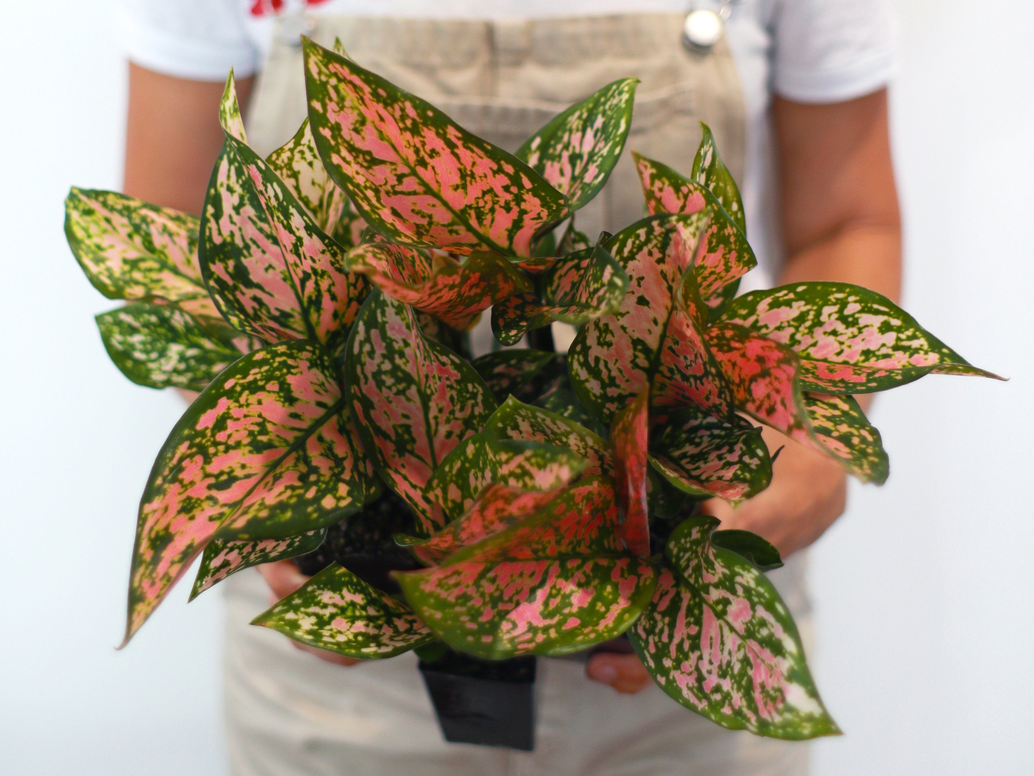 8 96 plants  Aglaonema  commutatum Lady Valentine tropical 