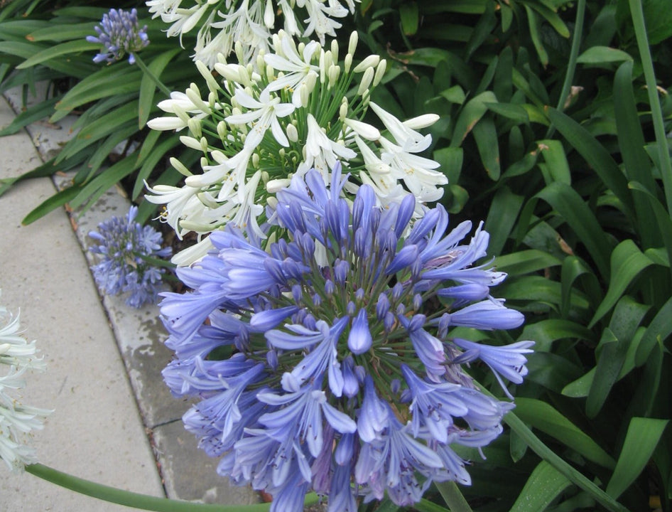 Agapanthus Clumping African Lily Packed and Delivered in