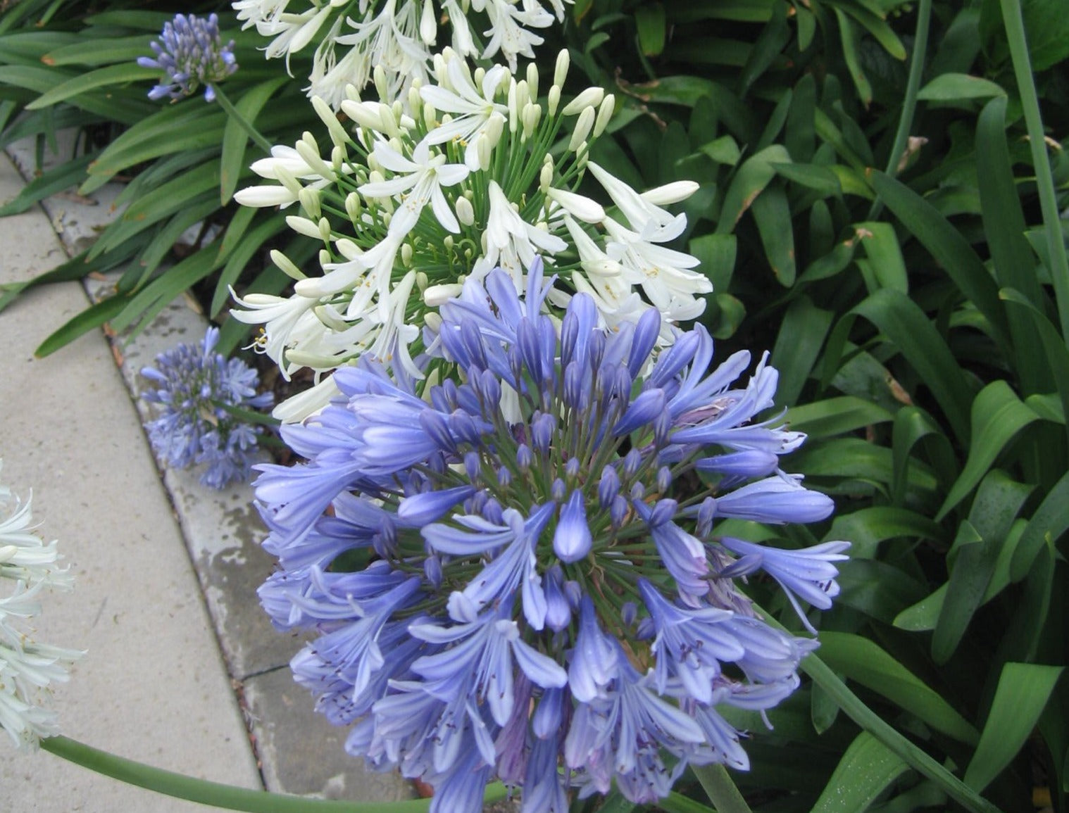 Agapanthus for Sale | Buy Online Aus | Plants in a Box