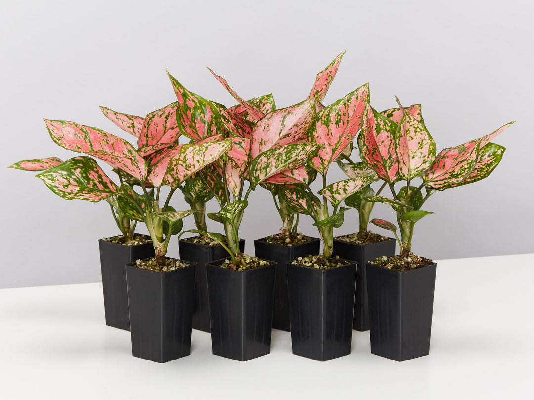 Aglaonema Lady Valentine Buy Online Aus Plants in a Box