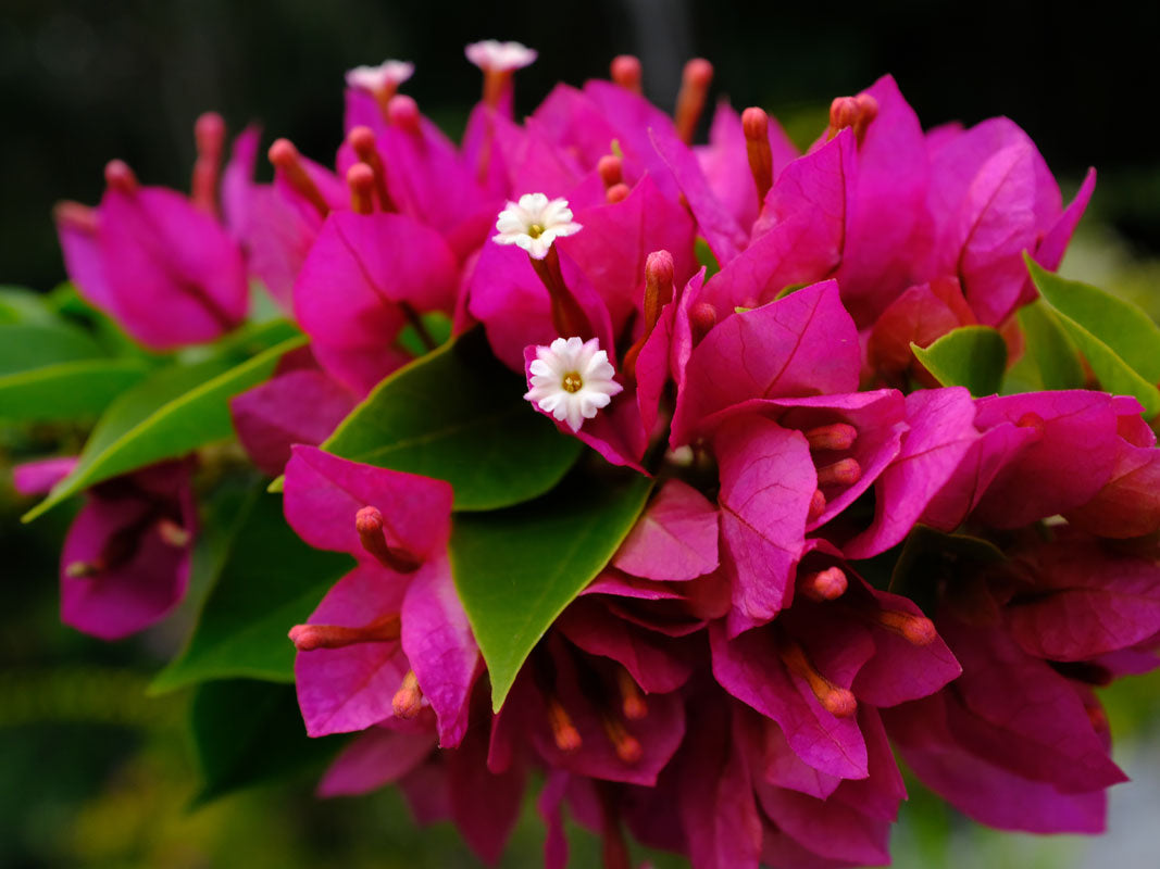 bougainvillea in rainforest